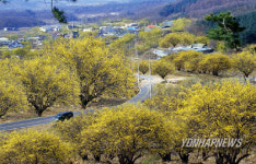 양평 산수유꽃 활짝