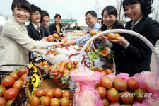 부산 대저 토마토 맛보세요