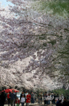 벚꽃길 따라서