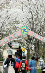 투표도 하고 벚꽃도 보고