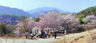 산꽃나라 산꽃여행 19-20일 금산서 열려