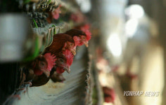 닭 나는 살고 싶다