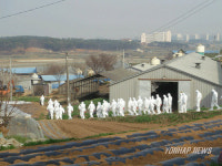 평택 AI 발생농장 살처분
