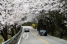  무주 설천면 벚꽃터널 장관