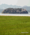 산벚꽃 만개한 강진만의 죽도