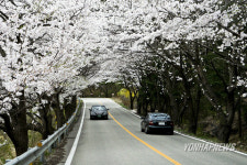 무주 설천면 벚꽃터널 장관