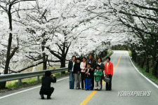 무주 설천면 벚꽃터널 장관