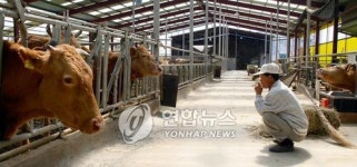 <경북 한우농가 이제부터 줄도산..>