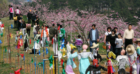 강릉 복사꽃 축제장 찾은 관광객들