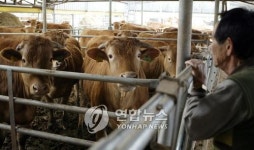 <경북 한우농가 대책이라 할 수 있나>
