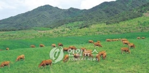 <쑥 먹은 거창 한우 美쇠고기 이긴다>