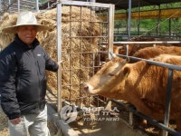 <약재로 키우고 직판점도 운영..안성 한우농장>