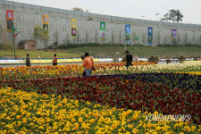 청양 지천변에 핀 봄꽃