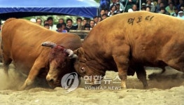 <전국 소 싸움대회 폐막..의령 먹도리 우승>