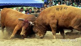 내가 최강의 먹도리