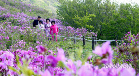 고흥 천등산, 만개한 철쭉 장관