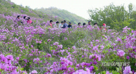 고흥 천등산, 만개한 철쭉 장관