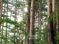 강릉국유림, 금강松 품질향상 토론회 연다