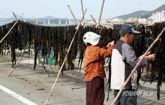 통영 견내량 돌미역 말리기