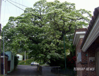 김해 한림 신천리 이팝나무