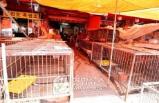 <텅빈 닭장..이러다 사람도 다 죽겠습니다>