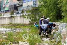  춘천 공지천에 갯버들 심어요
