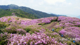 남원 지리산 바래봉 철쭉 장관