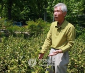 <팔공산 자락서 녹차 재배 성공>