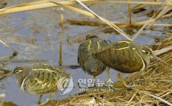 천연기념물 `호사도요 천수만서 발견