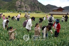<삼척 산양마을에 청보리가 폈어요>