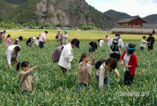 삼척 산양마을에 청보리가 폈어요