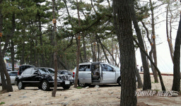 경포 송림 속 얌체 주차