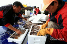 오징어 많이 드세요