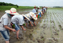 모내기 한창인 행정도시
