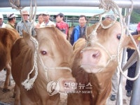 <르포> 한우농 어찌 살라는 거냐