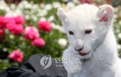 에버랜드서 세계적 희귀종 백사자 새끼 태어나