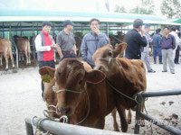 강원 횡성 가축시장 소 거래