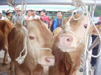 강원 횡성 가축시장 소 거래