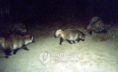 <너구리는 다리 밑을 좋아해?>