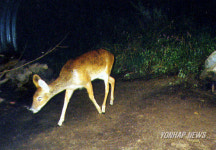 야생동물 교량하부형 생태통로 가장 선호