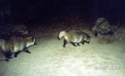 야생동물 교량하부형 생태통로 가장 선호