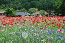 원주 꽃양귀비 보러 오세요