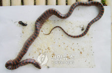 <한동안 뜸했었네 광주에 구렁이 다시 출현>