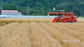 보리수확