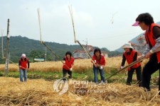 <카메라뉴스> 도심 속 보리밭 도리깨질