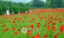 <카메라뉴스> 도심 속 꽃밭 구경오세요