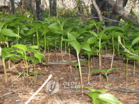 <`10년휴식 칠선계곡 새식구 많이 늘었네>