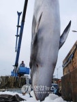 군산 앞바다서 밍크고래 1마리 죽은채 발견