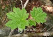 10년만에 인간을 `허락한 지리산 칠선계곡