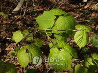 10년만에 인간을 `허락한 지리산 칠선계곡